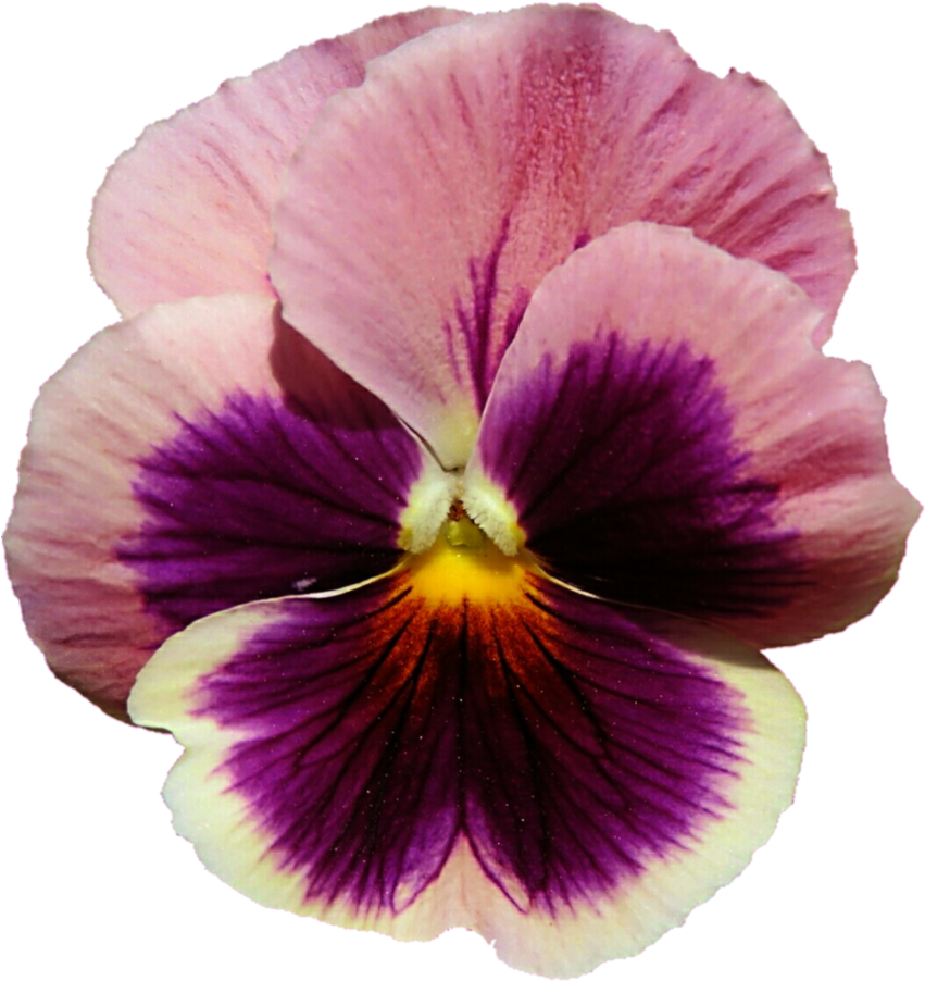Pink And Purple Pansy By Jeanicebartzen27 On Deviantart - Pink And Purple Pansy (859x929), Png Download