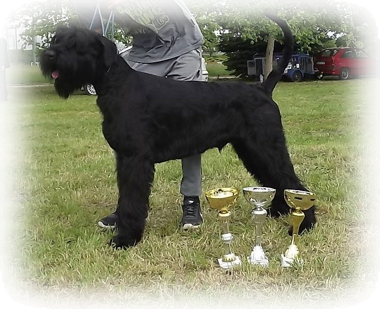 Imported In '18 - Standard Schnauzer (757x616), Png Download