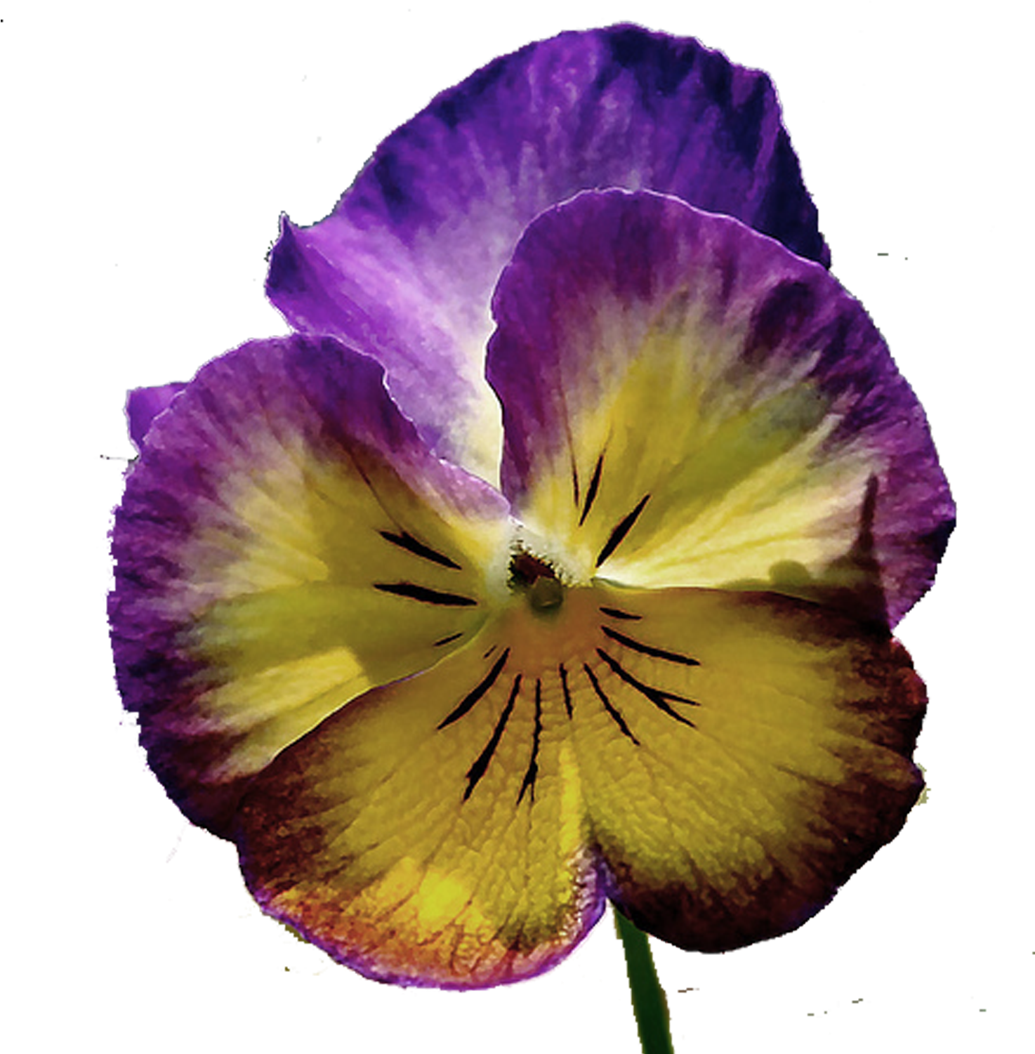 Pansy Png - Pansy (1500x1500), Png Download
