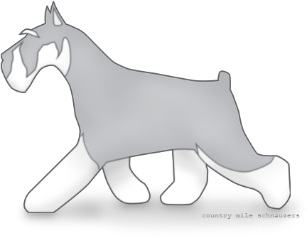 Pause - Standard Schnauzer (488x376), Png Download