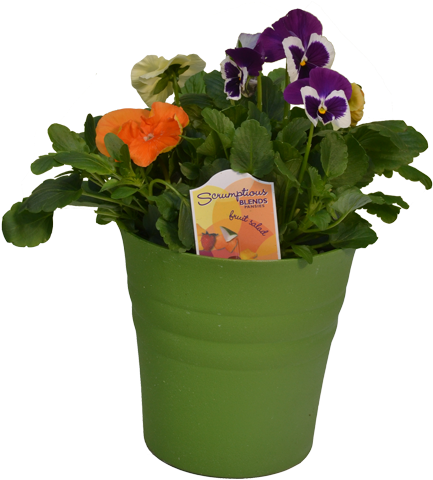 Scrumptious Pansies - Pansy (496x494), Png Download