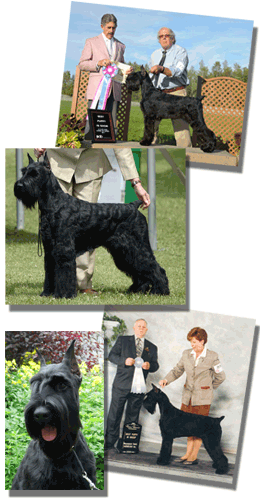 Giant Schnauzers Géants De La Rive - Schnauzer (260x500), Png Download