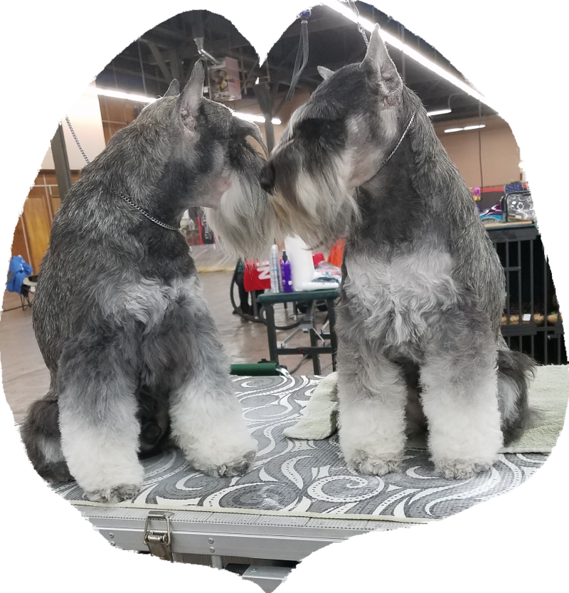Planning For - Standard Schnauzer (800x833), Png Download