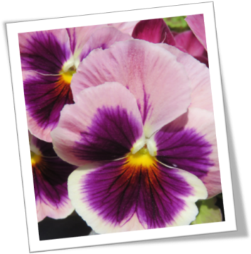 Pansy Tribute With Pancreatic Cancer Action - Pansy (360x382), Png Download