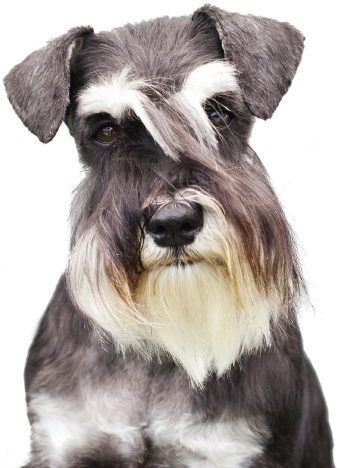 Bama Double Pet Bowl - Pet Care (337x468), Png Download