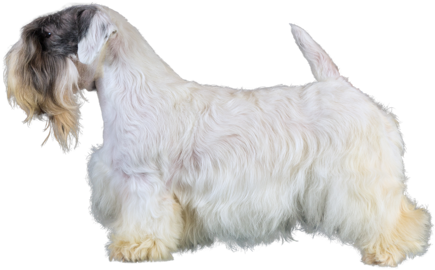 Profile Of Sealyham Terrier - Sealyham Terrier (480x413), Png Download