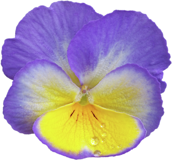 Click And Drag To Re-position The Image, If Desired - Pansy (600x607), Png Download