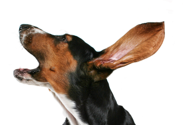 Bark Us A Line Or Two - Dog Barking No Background (823x609), Png Download