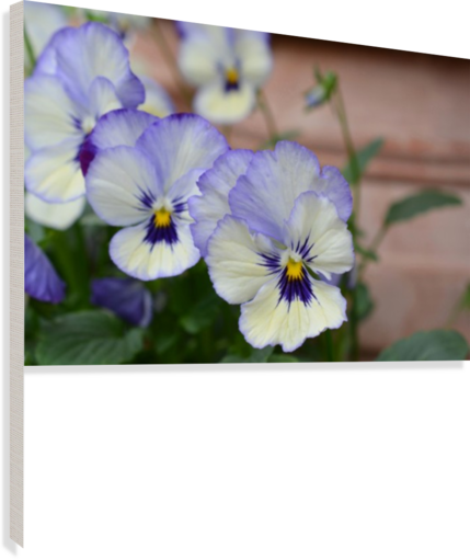 Blue Pansy Photograph Canvas Print - Pansy (429x511), Png Download