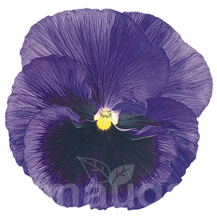 Hazzard's Seeds Pansy Inspire+ Blue Blotch 1,000 Seeds (600x315), Png Download