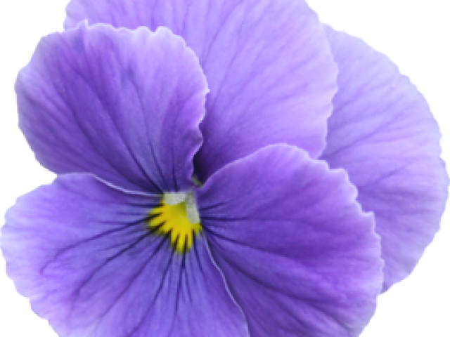 Pensamiento Flor Png (640x480), Png Download
