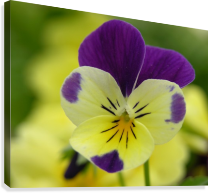 Yellow Pansy Photograph Canvas Print - Pansy (429x399), Png Download