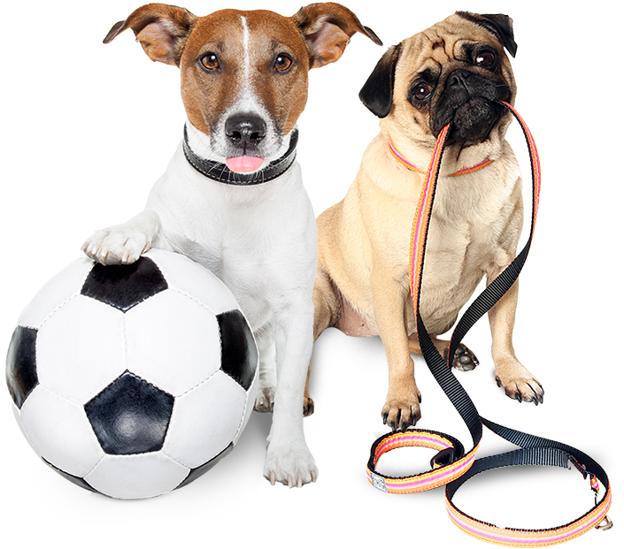 Let Your Pet Be Our Priority - Cute Dog Holding Leash (800x654), Png Download