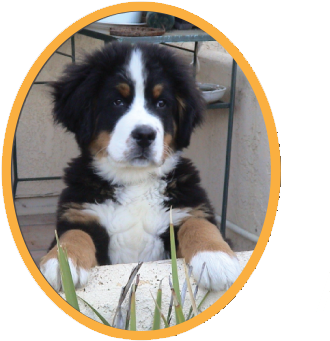 As With Any Large Dog, Supervision Is Recommended With - Mountain Dog (366x392), Png Download
