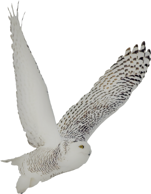 Snowy Owl Soto Side - Buzzard (800x837), Png Download