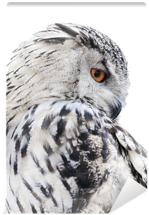 Hibou Noir Et Blanc (400x400), Png Download