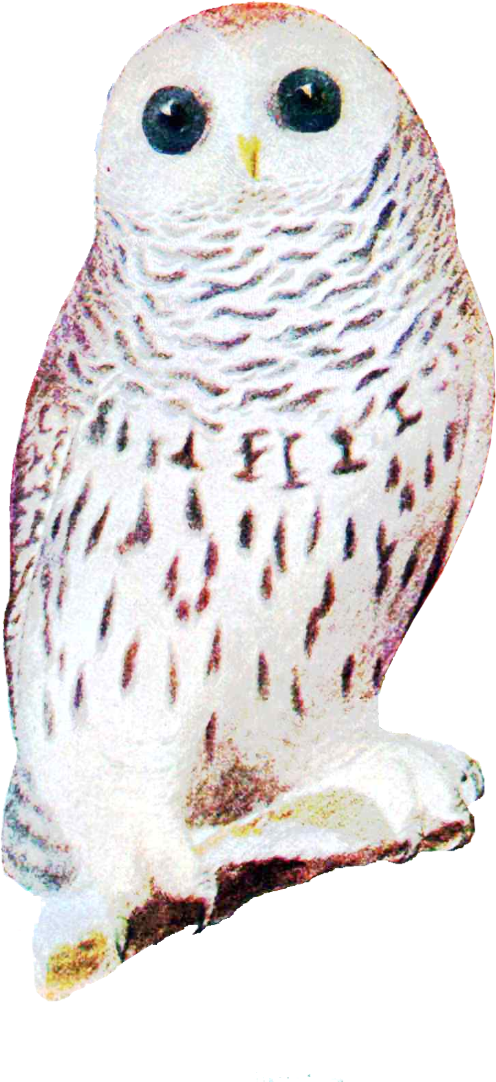 A White Owl And A Brown Owl In Format - Animal Brooch Owl Woodland Jewelry For Her White Owl (797x1600), Png Download