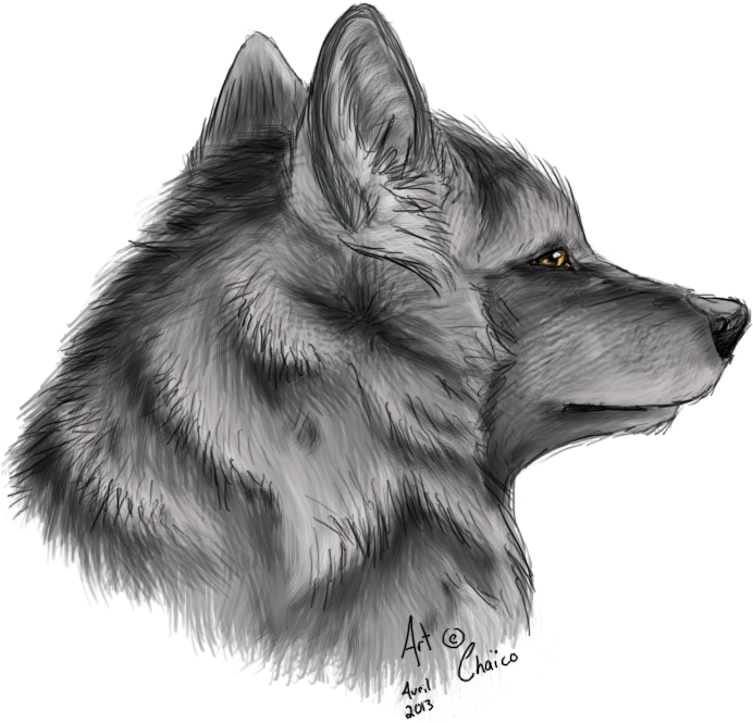 Sketch design of head wolf. Sketch design of illustration head wolf on  white background. | CanStock