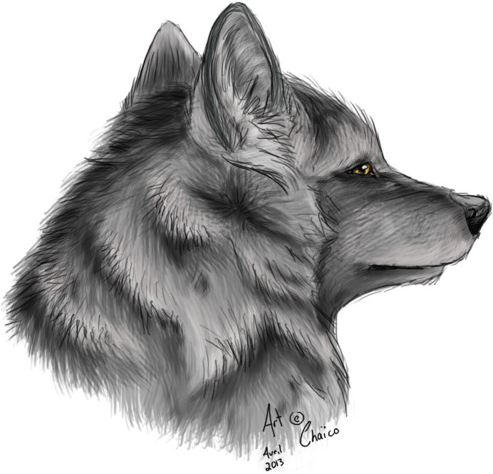 Drawings Drawing Ideas Cool Wolf Drawings Luxury Cool - Zorro Dibujo A Lapiz (710x800), Png Download