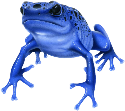 What Is The Most Poisonous Animal In The World - Blue Poison Dart Frog Drawing (500x500), Png Download