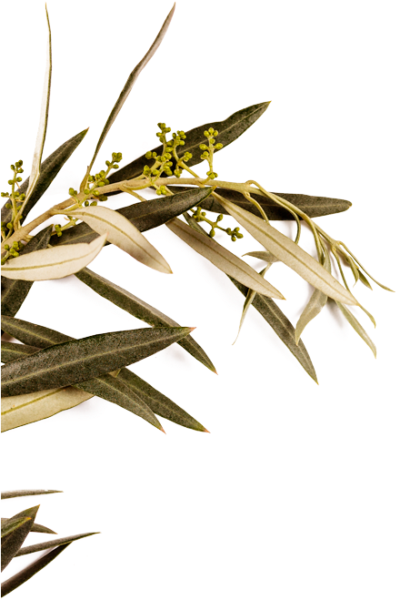Dafna Comes From The Greek Word Δάφνη , Which Means - Leaf (450x687), Png Download