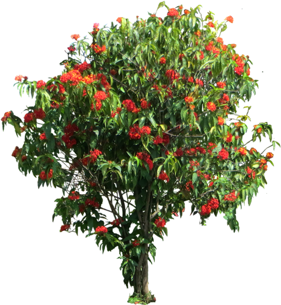 Share This Image - Ixora Coccinea Png (560x600), Png Download