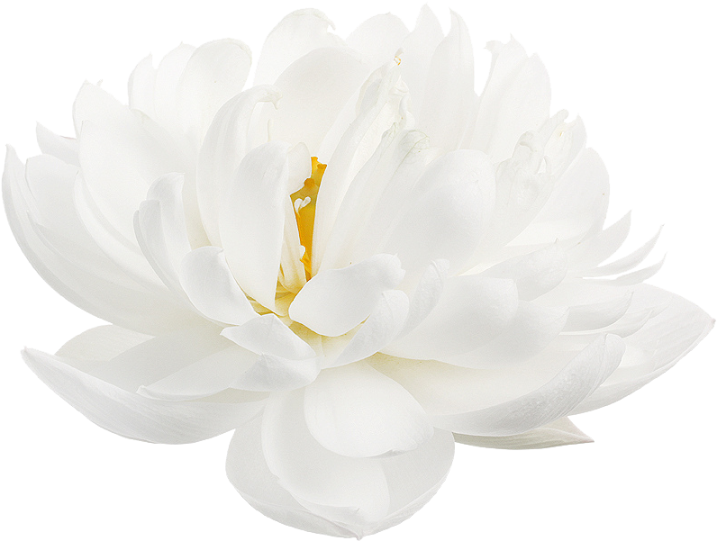 “ White Lotus From The Nymphaea Genus - White Lotus Flower White Background (803x612), Png Download
