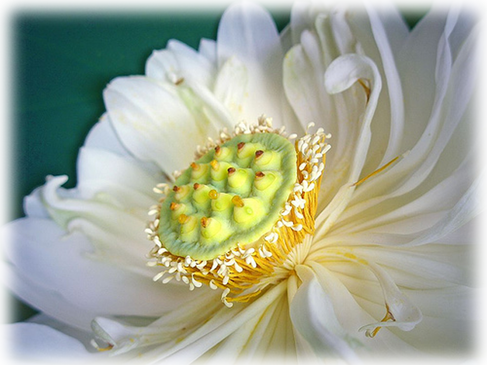 Nanda Devi Indian Double White Lotus - Nanda Devi (487x365), Png Download