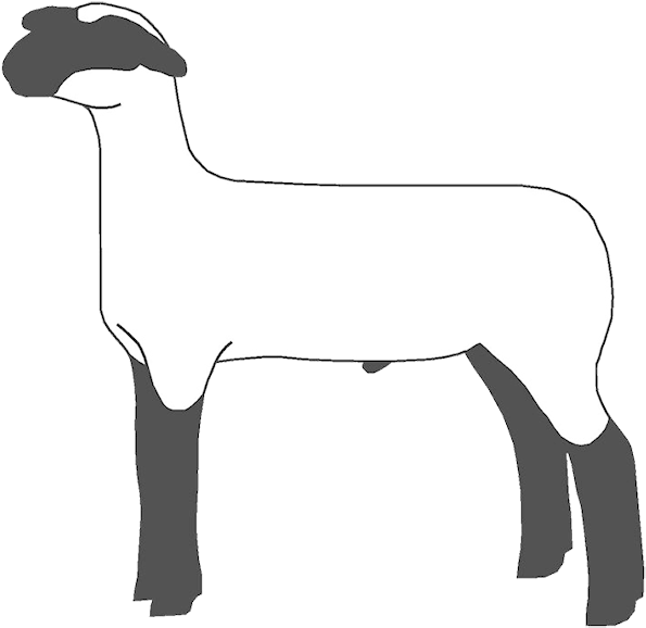 If You Found This Page By Searching For Show Lamb Clip - Show Sheep Clipart (620x600), Png Download
