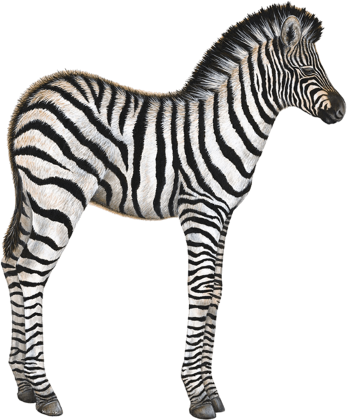 Baby Zebra Animal Wall Decal Sticker - Zebra Wall Decal, Home Decor Decals, By Walls Of The (600x600), Png Download