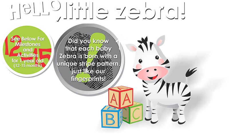 Zebra - Cartoon (800x467), Png Download