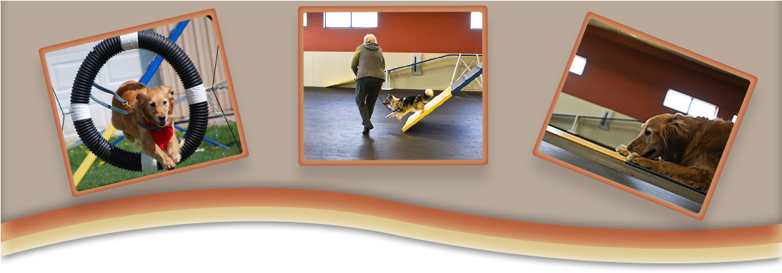 Training - Shamrock Pet Resort (1130x768), Png Download