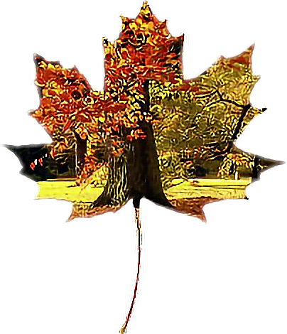 Ftefallleaves Leave Tree Fall Autumn - Tree (404x470), Png Download