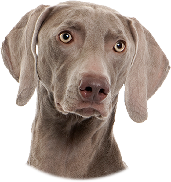 Motorola Bark 200u Ultrasonic And Vibrating Anti-bark (560x597), Png Download