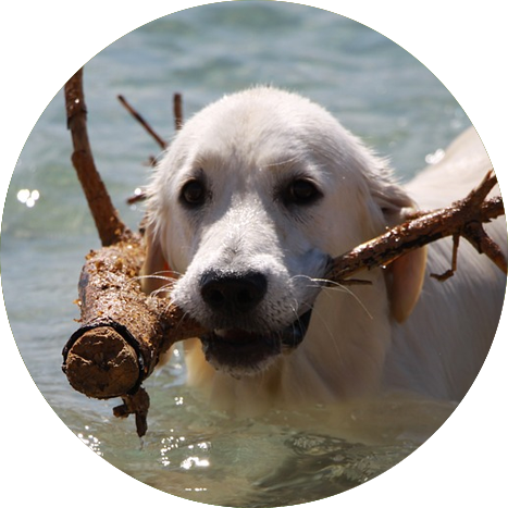 Null - Perros Del Mar (467x467), Png Download