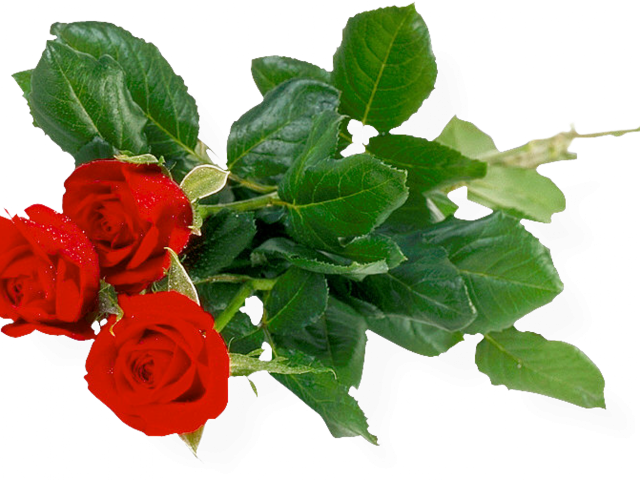 Rose Bush Clipart Anime Rose - Good Morning Pic Beautiful Roses (640x480), Png Download