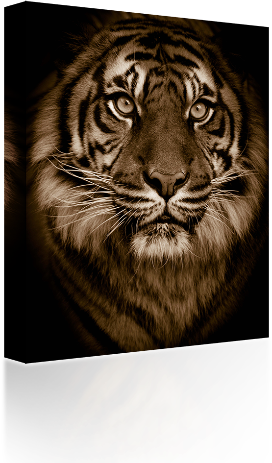 Tiger Eyes - Golden Bengal Tiger Green Eyes Big Cat Zippo Lighter (1024x1024), Png Download