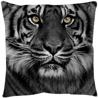 Tiger - 50x70 Cm (400x400), Png Download