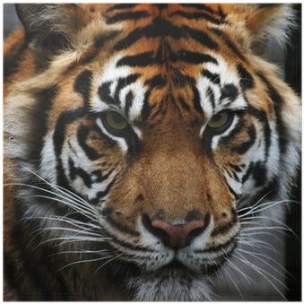 Toronto Zoo (400x400), Png Download