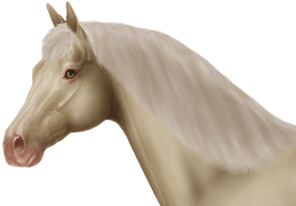 Tiger Eye On Champagne - Horse (450x300), Png Download