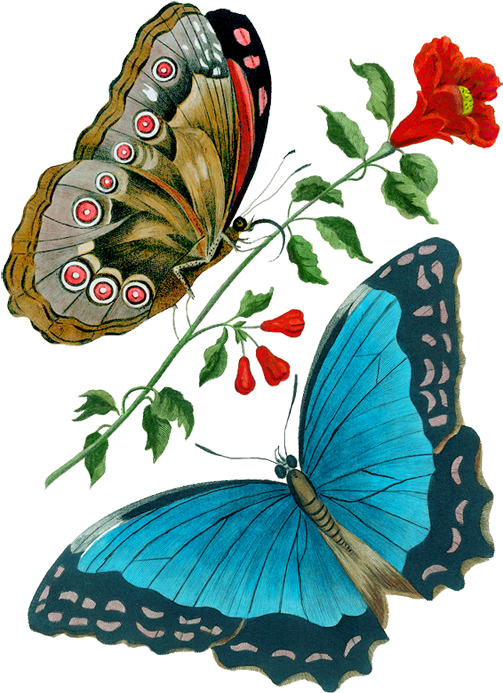 Image Du Blog Zezete2 - Wandbild Azurblauer Schmetterling Magnolia Box (711x800), Png Download