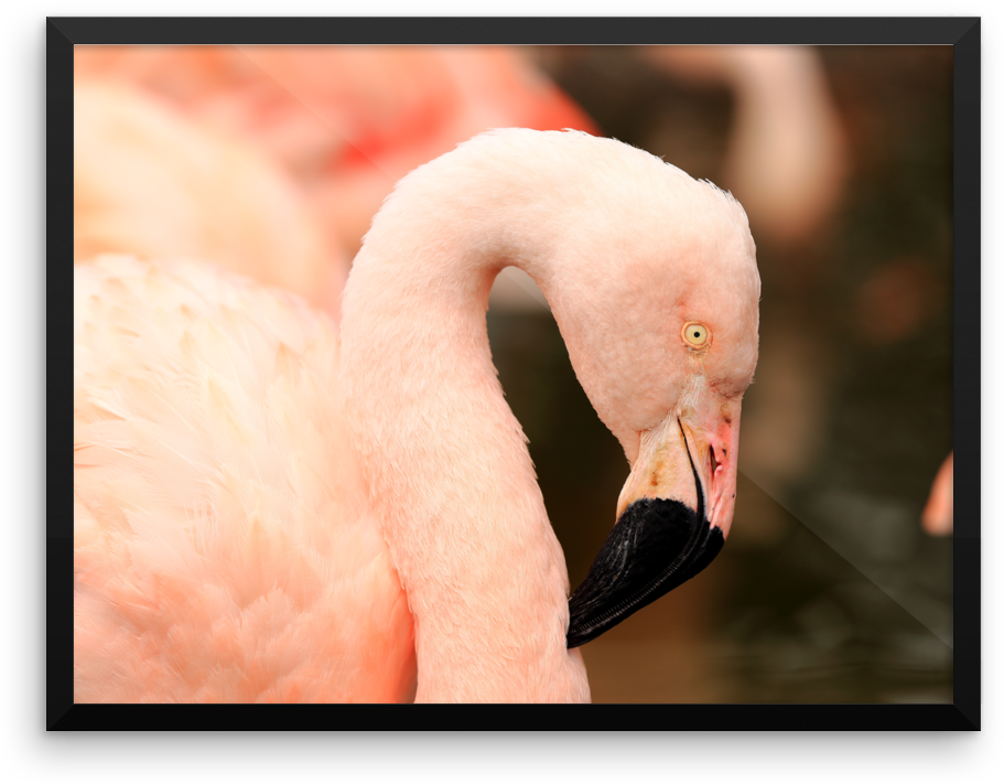 Original Pink Flamingo - Flamingo (1000x1000), Png Download