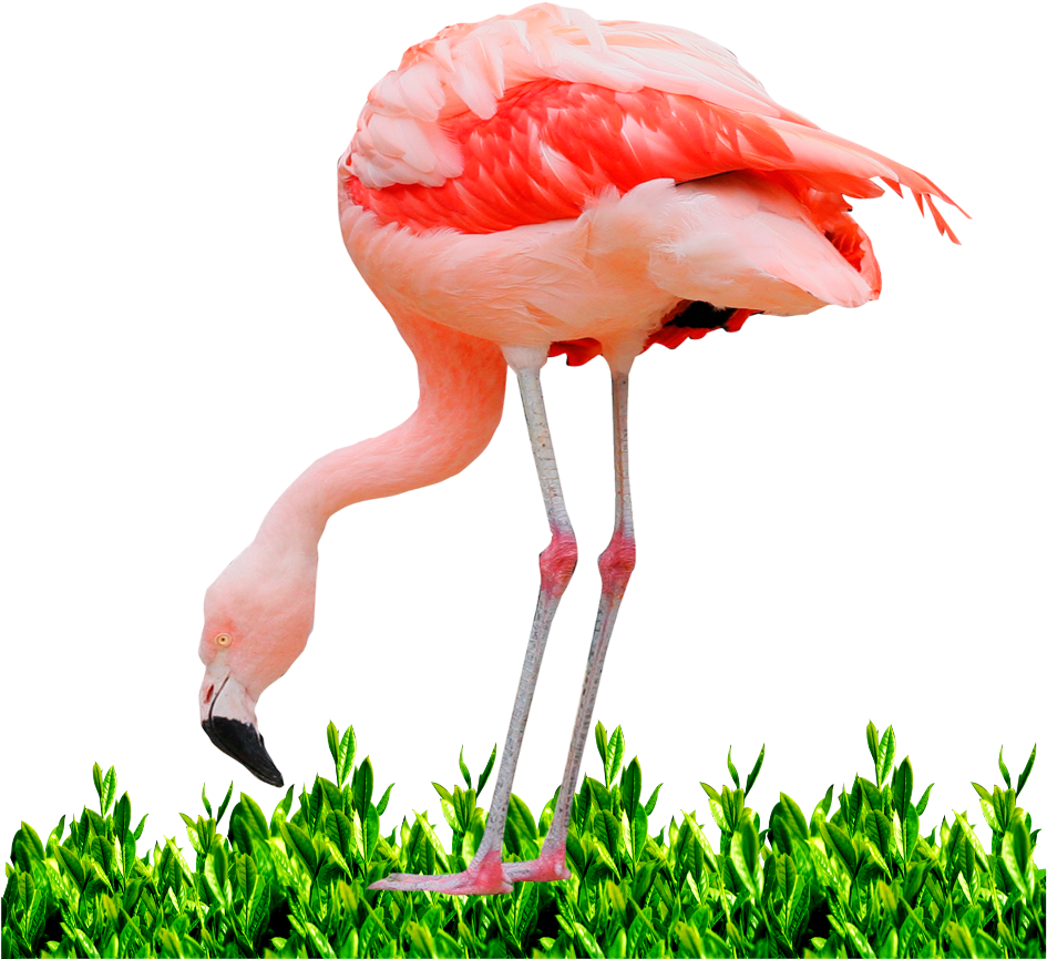 Greater Flamingo (1024x1024), Png Download