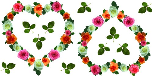 Rose Day - Evergreen Rose (500x267), Png Download