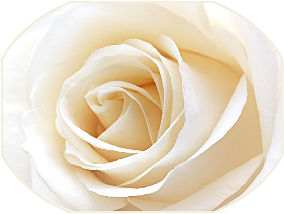 Click And Drag To Re-position The Image, If Desired - White Rose Close (600x463), Png Download