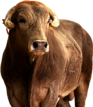 Smackdown - Best Bucking Bulls In History (391x421), Png Download