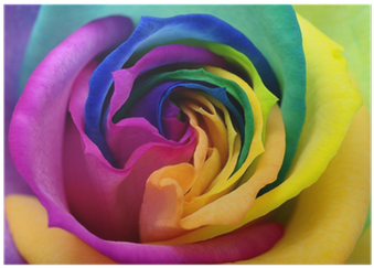 Rainbow Rose (400x400), Png Download