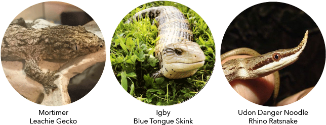 About The Reptile Addicts - Burmese Python (681x276), Png Download