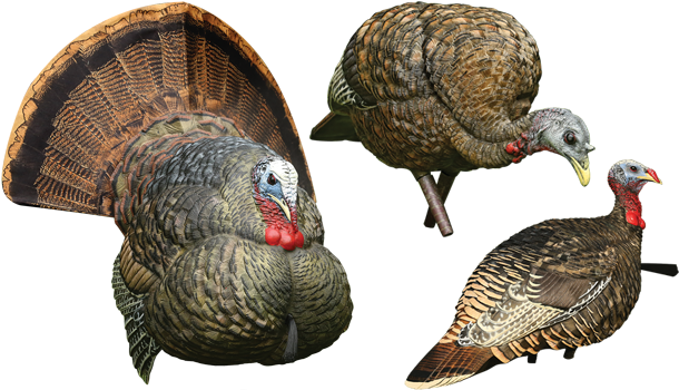 Just In Time For Spring Turkey Season, Avian X, Plano - Avian X Turkey Decoy - Feeder Hen - 8007 (625x350), Png Download