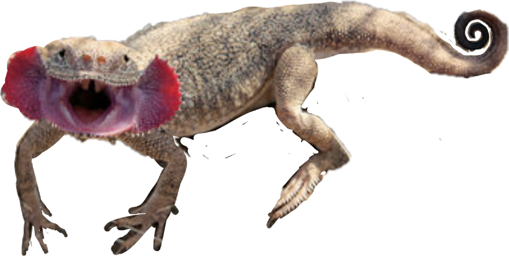 Report Abuse - Phrynocephalus Mystaceus (1920x1024), Png Download